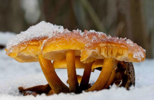 Inverno funghi